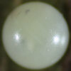 Egg of Green Spotted Triangle - Graphium agamemnon ligatus